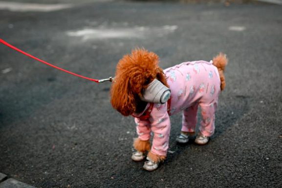 A dog wears a mask over its mouth on a street in Beijing on February 13, 2020. Pets article on Animals Lebanon