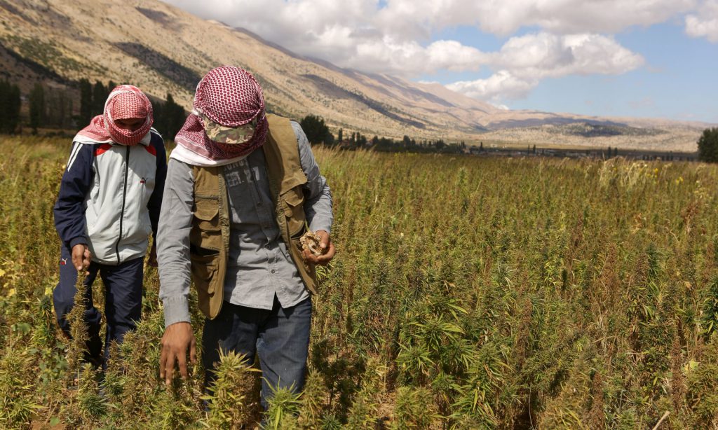 Marijuana article: Syrian refugees work in cannabis field in Bekaa. (Patrick Baz / AFP / The Guardian)