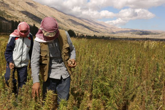 Marijuana article: Syrian refugees work in cannabis field in Bekaa. (Patrick Baz / AFP / The Guardian)