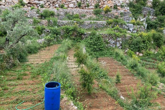 Agricultural roots article (Photo: Jad Sarieddine)
