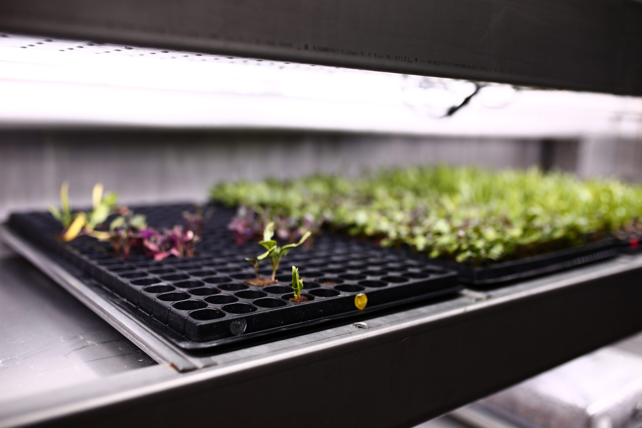 Plants grown in Beirut Farm under LED lights