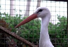 Stork migration: A dangerous journey above Lebanon